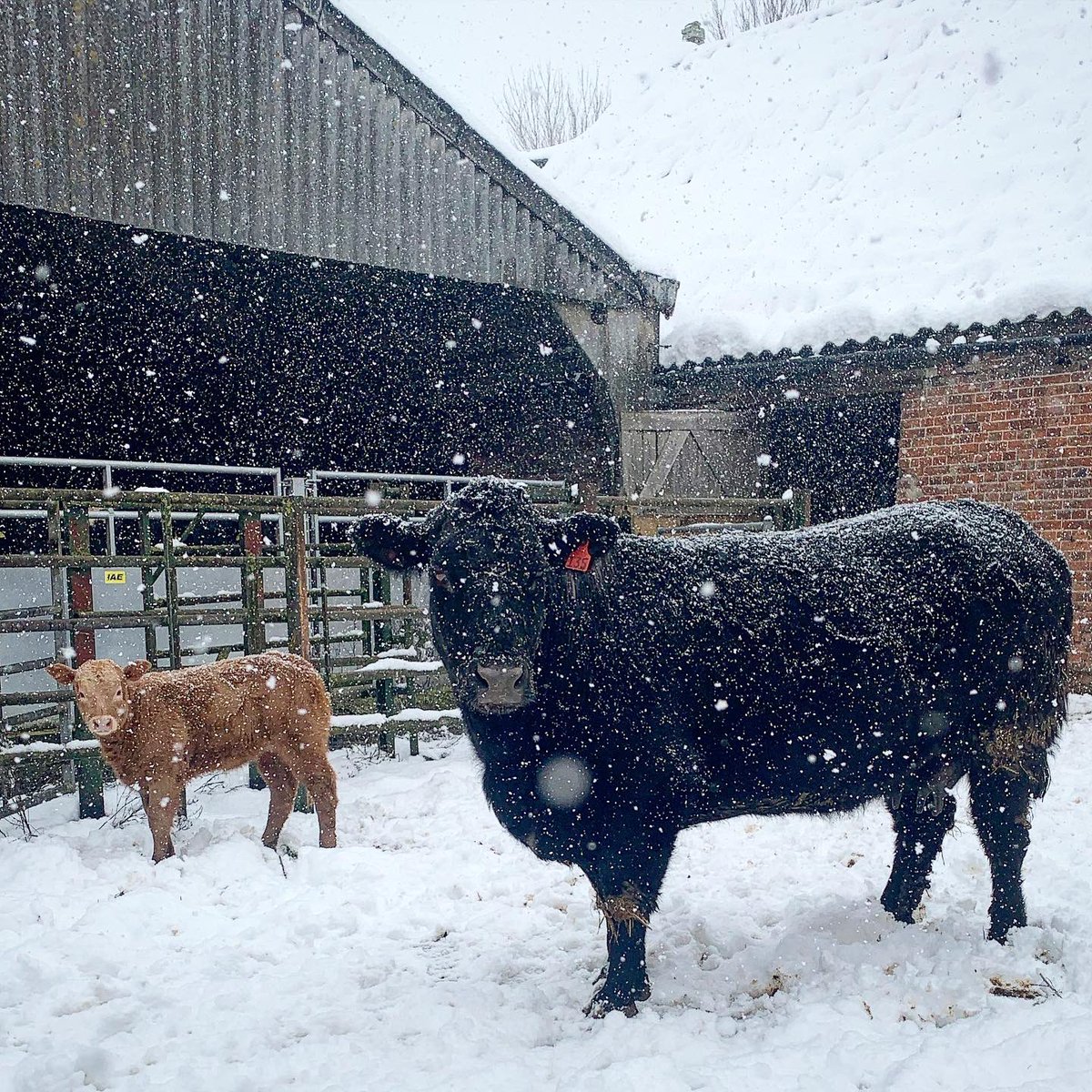 Annabelle Howell tweet media