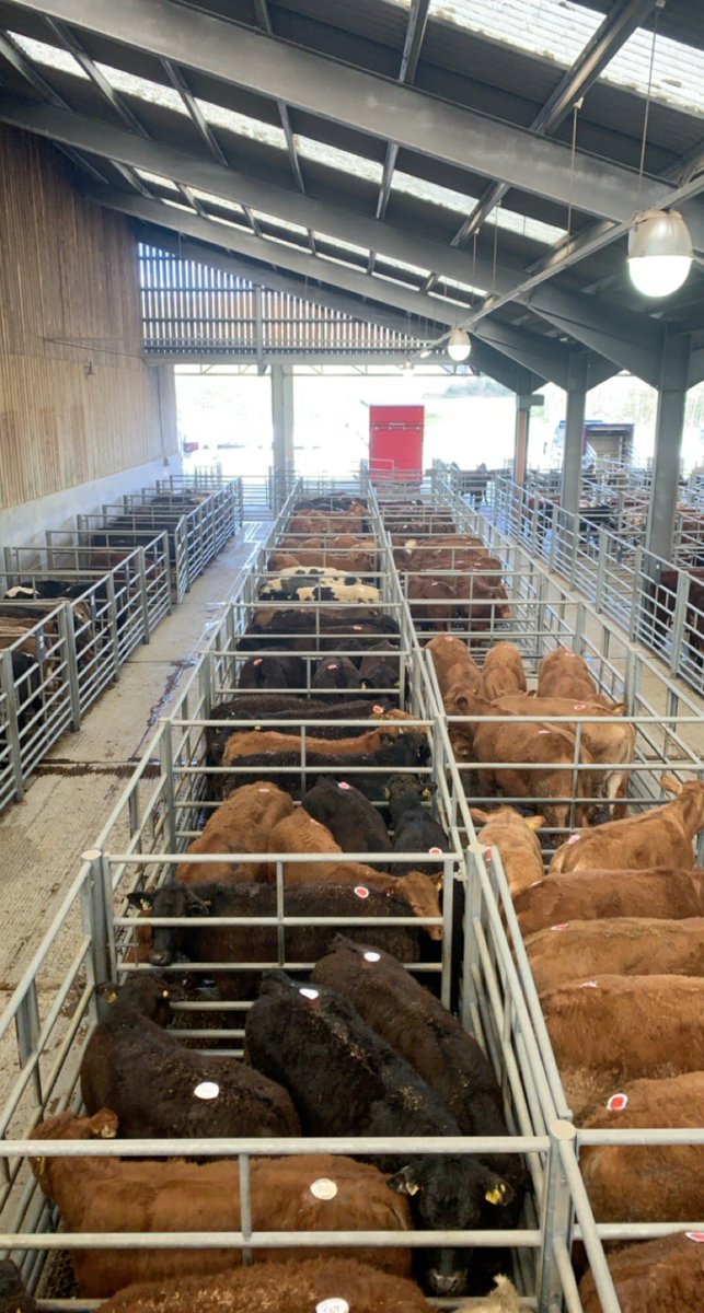 Annabelle Howell tweet media