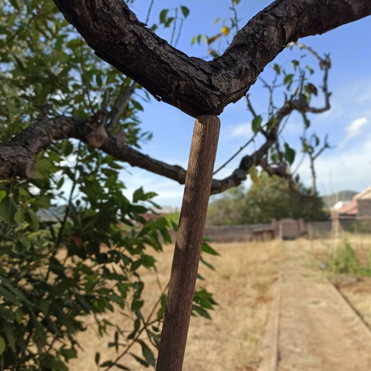 CanCarner's tweet photo. El pal que aguanta la branca i evita que s'esberli.
#CanCarner #ArrelemCanCarner #cooperativadhabitatge #habitatgeCooperatiu #CastellarDelVallès #comelvallesnohihares https://t.co/NBy8mmIsKi