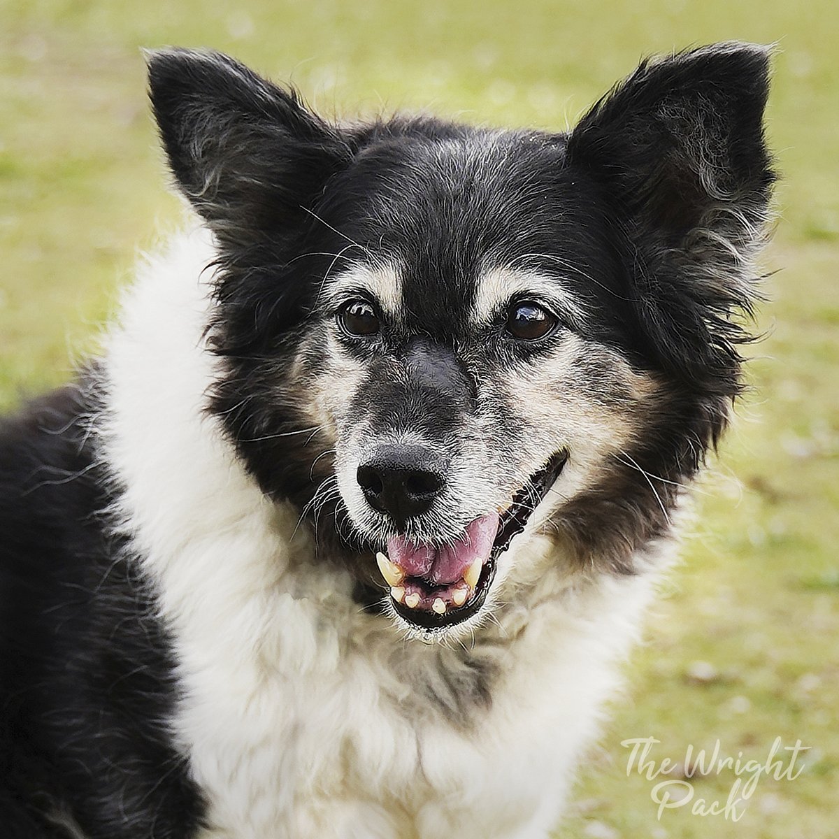 thewrightpack's tweet photo. Happiness - Our gorgeous girl Lea, still embracing life at the grand old age of 12. She's adorable. Sony A7 MK3 / Tamron 28-75 @f2.8 1/640 ISO 100 © The Wright Pack - https://t.co/B242wGFGCL #romi #thewrightpack #rescuepack #sonyalpha #rescuedog #tamron https://t.co/6FJcNdTMf3