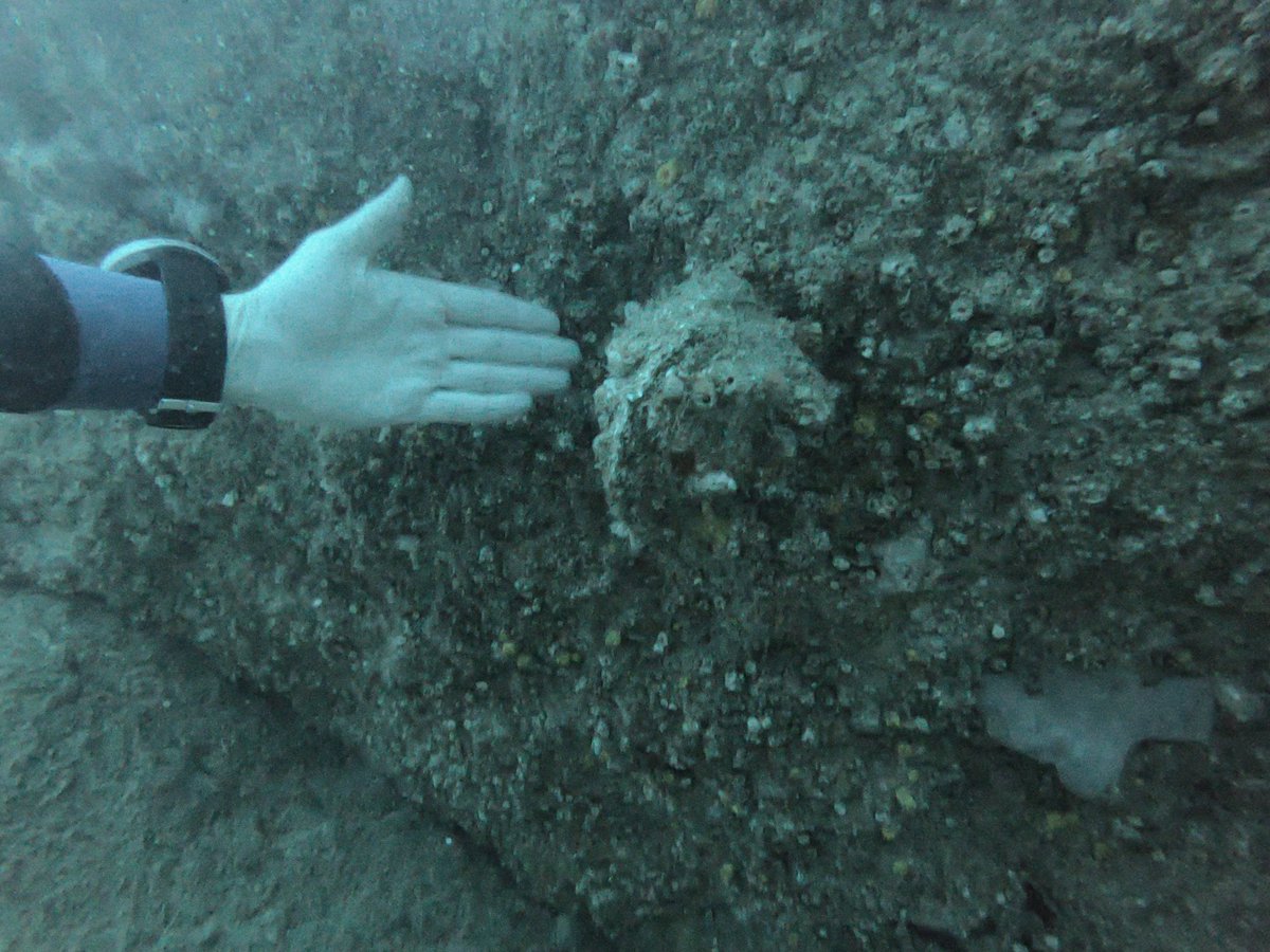 Dr Luke Helmer tweet media