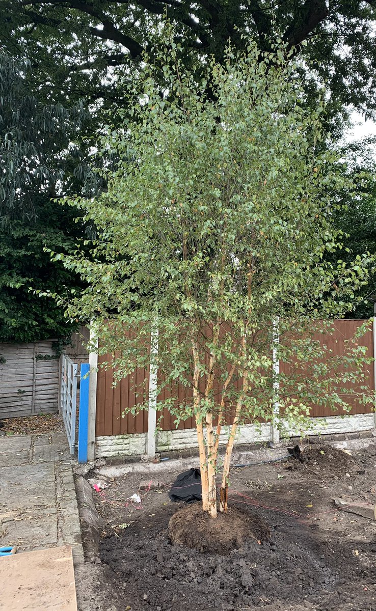 On Wednesday, following mapping the terrain, and digging holes in readiness, our first beautiful silver birch arrived … escorted on site so carefully by <a href="/Landstruction/">Landstruction</a> Happy Birthday to our new outdoor space! <a href="/QueensLowerSch/">Queen's Lower School</a> <a href="/QueensSchoolPA/">QSPA</a> <a href="/AdamDandy/">Adam Dandy</a> <a href="/Anca_ElenaP/">Anca-Elena Panait</a>