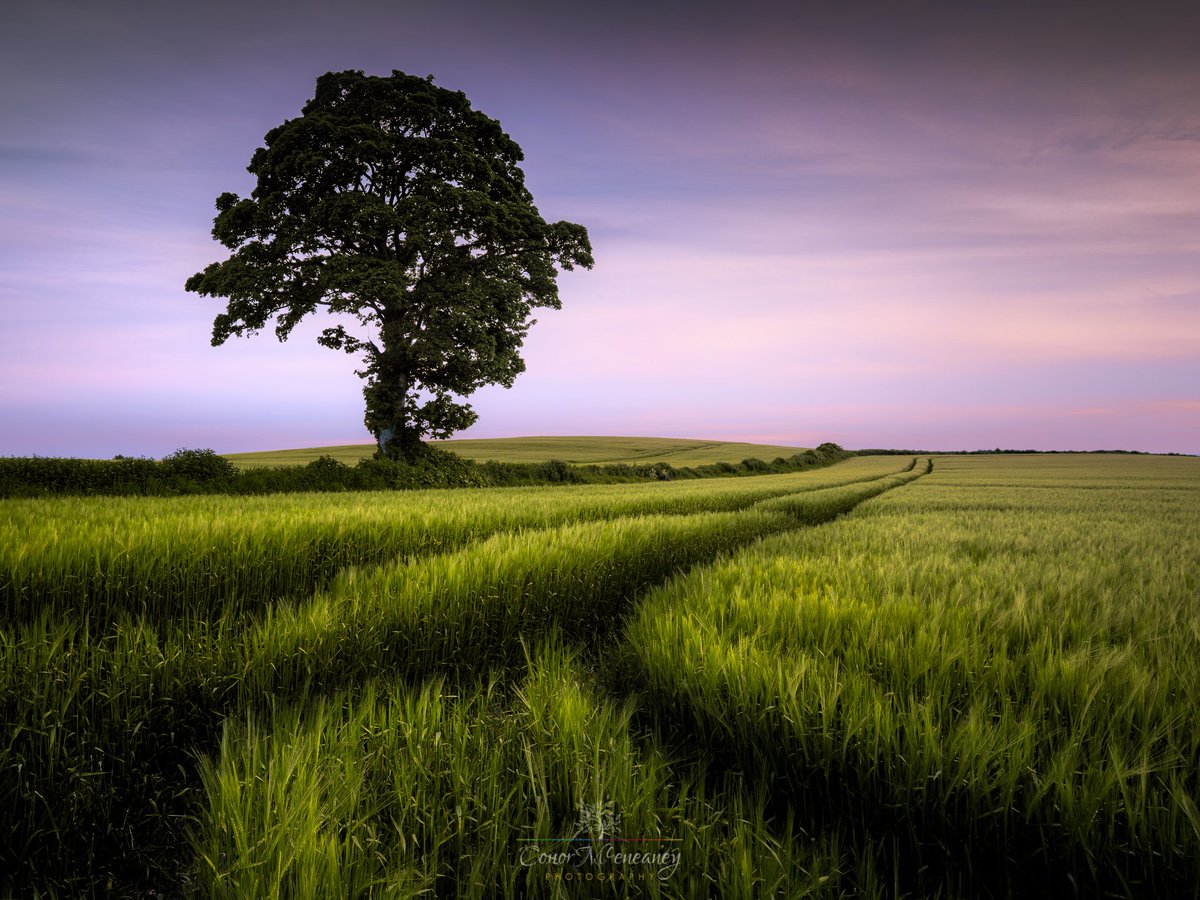 Darver Dusk, County Louth, #Ireland. You just can't beat a random hilltop tree!! #louthchat  conormceneaney.com