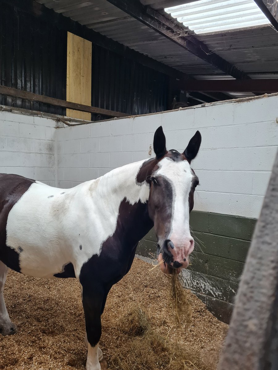 Life is always a lesson and trying new things and learning is the way forward.  This beauty named Troy was amazing when I was doing the rising trot today. #CroftendEquestrianCentre #horse #havefun