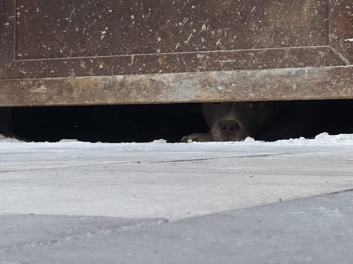 BOJOUS SL CÒMPLICE ZE L'ABANDONAMENT ANIMAL

Assenyalem a la família Fradera com a principal responsable de l'estat en el que viu el gos que es troba al local des de fa un mes, dia i nit. Sense presència de ningú que se'n faci responsable, l'acompanyi, o netegi l'espai on viu.