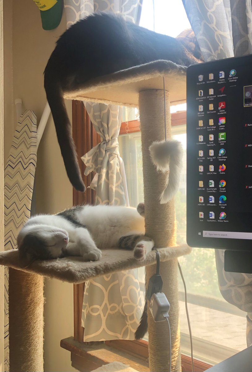 We have loved seeing your #DTLpets! Thank you to Colleen Valdez for sharing these delightful windowsill-snoozers and to Jonathan Dick for sharing the precious JuJuBee!  <a href="/UWDEPD/">UW-Madison Distance Teaching & Learning (DT&L)</a> #UWdtl
