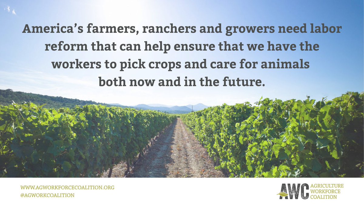 The current ag labor situation is one of the top issues facing American farmers. <a href="/LindseyGrahamSC/">Lindsey Graham</a> we need the Senate to act now before more fruit/vegetables are left to rot in the fields, more farmers go out of business and more food production moves overseas. #Ag4Immigration