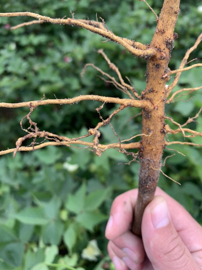 Recent weather has us looking for foliar disease right now, but don’t forget about what’s going on below. Came across some stunted cotton today, and a quick look at the roots gave us the answer: RKN