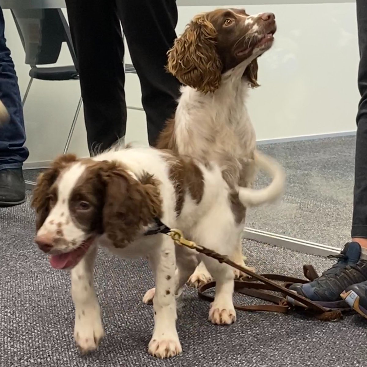 AklCouncil's tweet photo. ๐ถ Marty ๐ถ
๐ณ Kauri dieback
๐พ Puppy in training
๐ English Springer Spaniel
Camera taken during our Environmental Services team meeting in our Albert Street office.
#biosecuritydog https://t.co/1SROgdKE2b