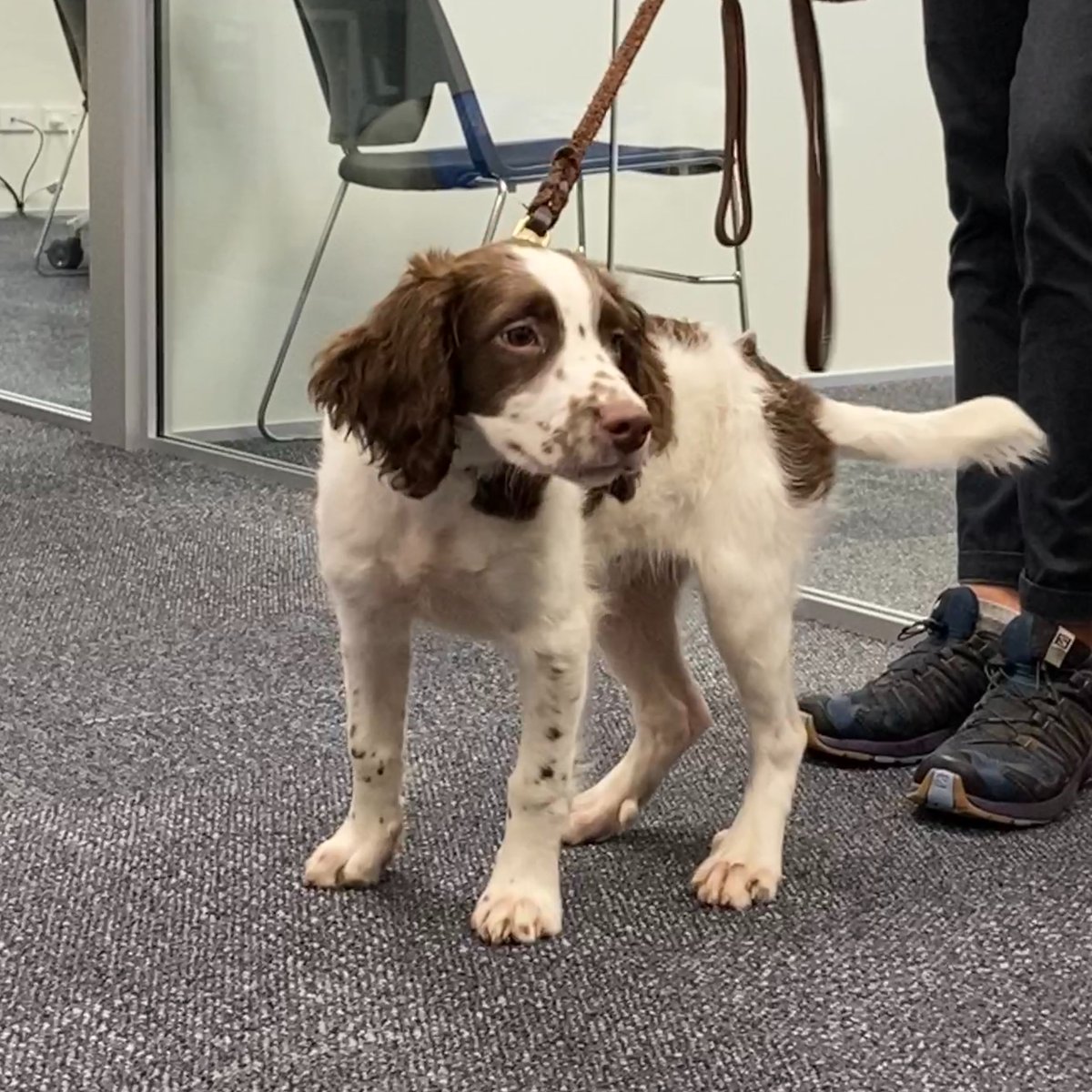 AklCouncil's tweet photo. ๐ถ Marty ๐ถ
๐ณ Kauri dieback
๐พ Puppy in training
๐ English Springer Spaniel
Camera taken during our Environmental Services team meeting in our Albert Street office.
#biosecuritydog https://t.co/1SROgdKE2b