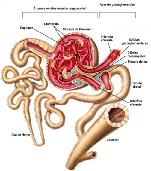 AbnerCruz_MD's tweet photo. #ENARM #bloodpressure #MIR
No combinar #ARAII con un #IECA como lo aconseja el #JNC8
🧿Esta combinación afecta los mecanismos moduladores tónico-presores de las arteriolas pre y postglomerulares.
💥Reminder: la arteriola E-ferente es un vaso postglomerular. https://t.co/GPBUXn77Xq
