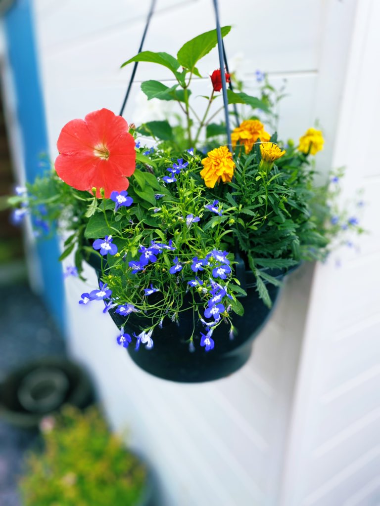 SENkickboxer's tweet photo. Not a bad #SummerHoliday day 💙 coffee in bed with Milo, visit to the garden centre and hours pottering in the garden this afternoon dodging showers 😂 a late nap and crepes for tea 😋😍🥞🍓🍫🌺 #gardening #GardeningTwitter #edutwitter finally relaxing a little! #MakingTimeForMe https://t.co/ATiMCaBrM2