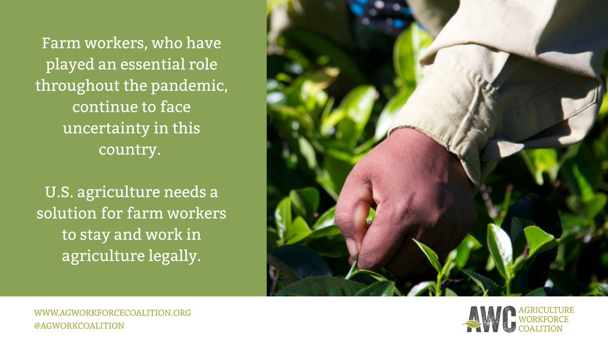 Our country’s farmers, ranchers and growers are facing an escalating challenge to find enough labor to continue to put food on our tables. The only way to fix agriculture’s labor shortage is through legislation. <a href="/SenatorRisch/">Jim Risch</a> we need Congress to act now! #Ag4Immigration