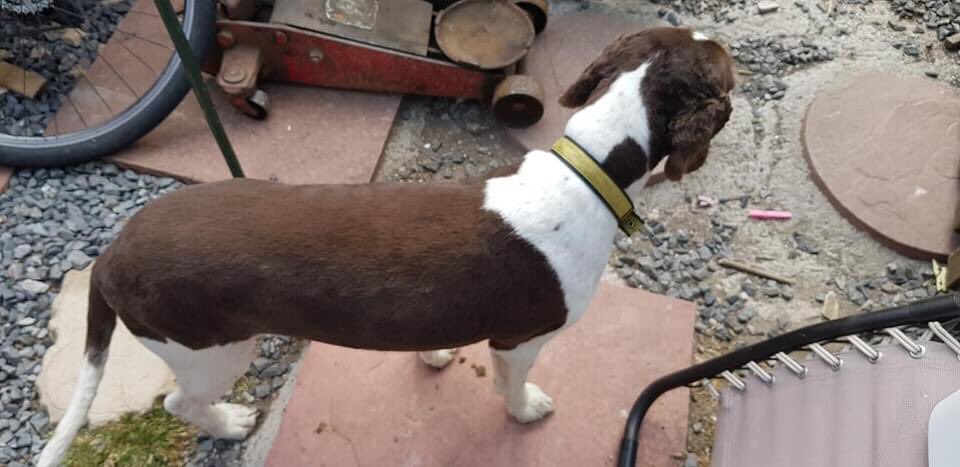 COPIED FB To everyone out there 
Our #springerspaniel #jasper has been taken from our garden last night in Westbury on Severn he is a liver and white 12 year old and microchipped short haired and friendly. Please call 07974419309 with any information. Thankyou x #RT