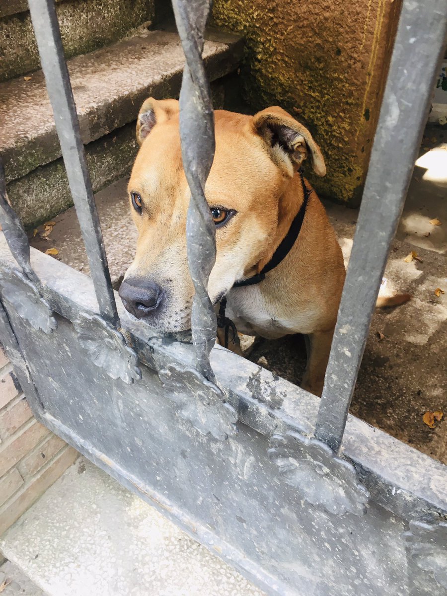 EireMimi's tweet photo. 🆘 El Darco és un mascle de 3 anys, molt sociable, carinyós i juganer, que porta lligat a una curta corda des de sempre 🥲. La humana que el té ni li ofereix ni li dona la vida que el Darco és mereix i necessita. M'ajudeu a buscar-li una bona i responsable família? 🙏🏻🙏🏻 https://t.co/lH4RrI5Y60