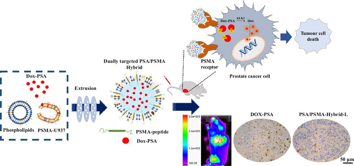 Our latest <a href="/RosetreesT/">Rosetrees Trust</a> and <a href="/ProstateUK/">Prostate Cancer UK</a> funded research has been published in <a href="/ActaBio/">Acta Biomaterialia</a>. If you are interested in #targeted #biomimetics and #prostatecancer, you can benefit from the 50 days' free access to our article. <a href="/pharmacyatQUB/">QUB Pharmacy School</a> <a href="/ProstateUKProfs/">ProstateUK Profs</a> 
authors.elsevier.com/a/1dUq26CFjZIb…