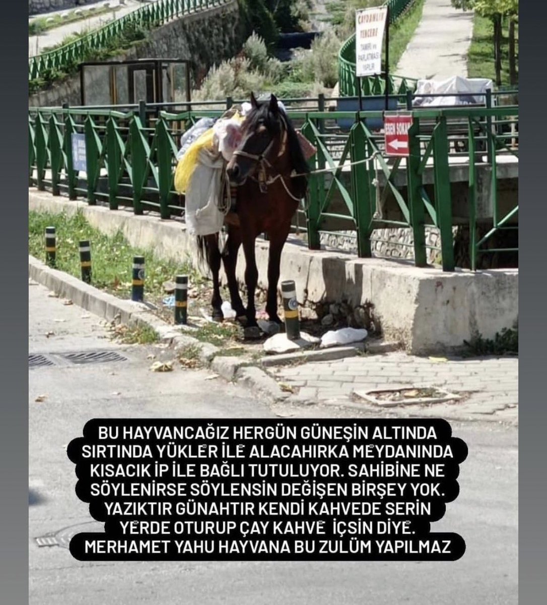 blogyagmuru's tweet photo. Arkadaşlar bu zavallı atı kurtarmak için çok retweet yaparız dime? https://t.co/IU85S14tt3