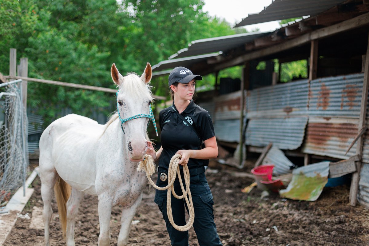 Houston SPCA tweet media