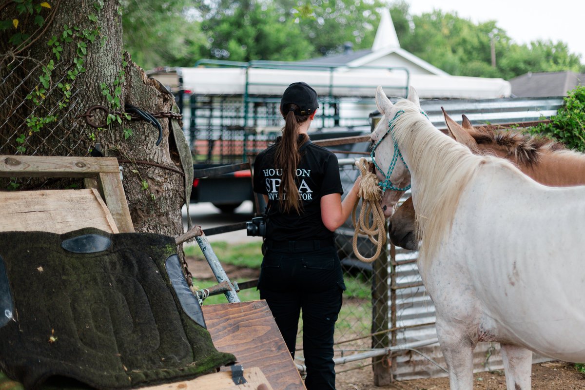 Houston SPCA tweet media