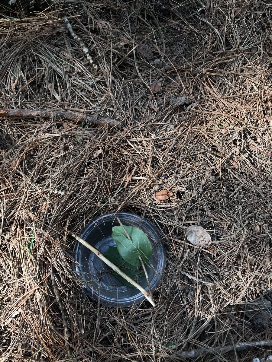 k_coveny's tweet photo. Pitfall traps are set up for our @BIOL4410 research project! And some critters were spotted in the process 🪱 🐸 https://t.co/ExGzaqEgzk