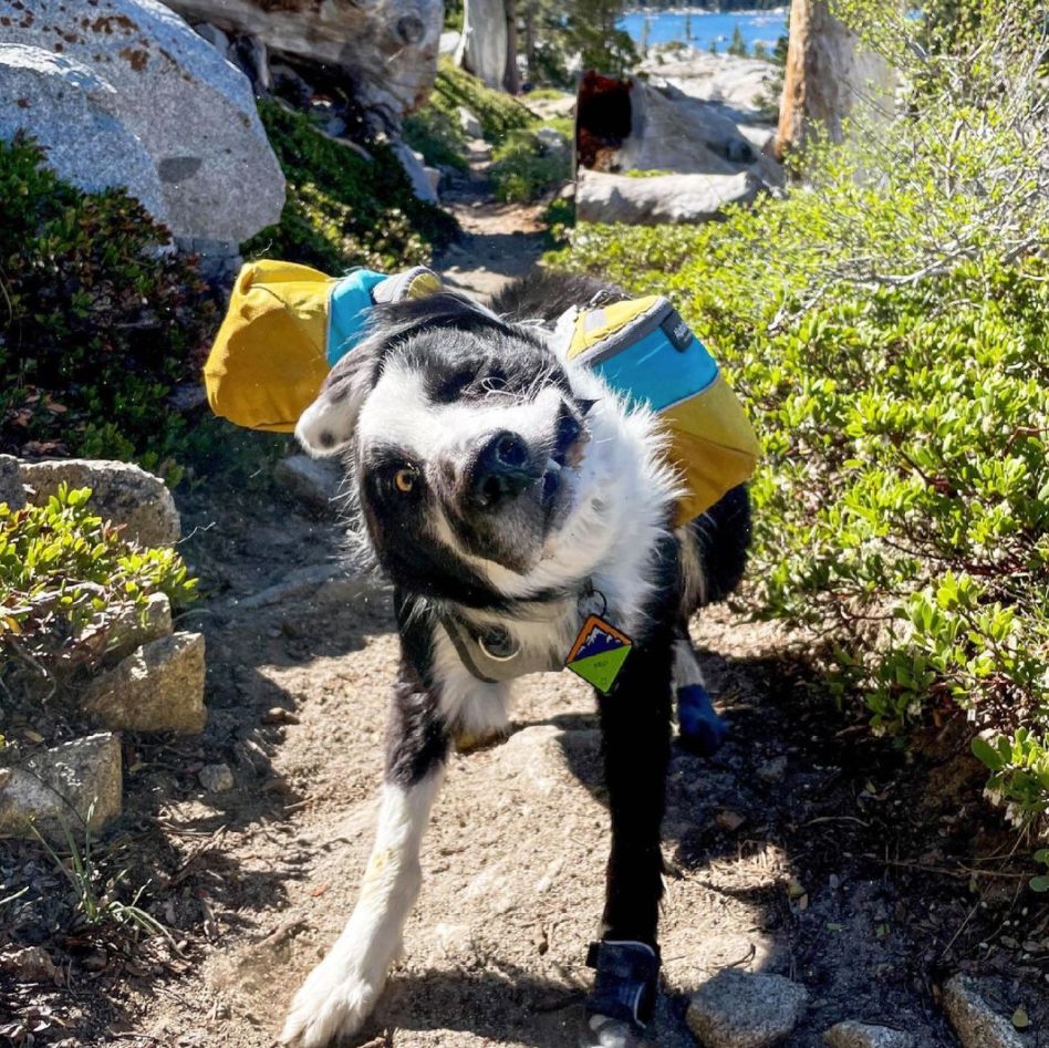 campingwithdogs's tweet photo. Shake it off, Shake it off π.
π·: @ laducb
π Shop all dog gear: https://t.co/wzNUMgphbU
#alphapak #campingwithdogs #doggear https://t.co/wMnA2aoKjW