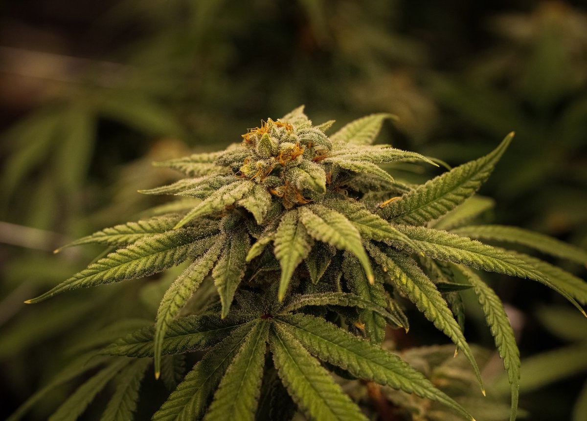 Grower Spotlight: GRANNY’S SUNDAE!
🍃Strain Type: Hybrid
💨Lineage: Sour Apple x Sundae Driver
👅Flavors: Sweet / Sour / Earthy
This unique cross of two flavor-forward strains provides nice, thick flower buds that feature a potent aroma. 

#terrascendnj #kindtreecannabis