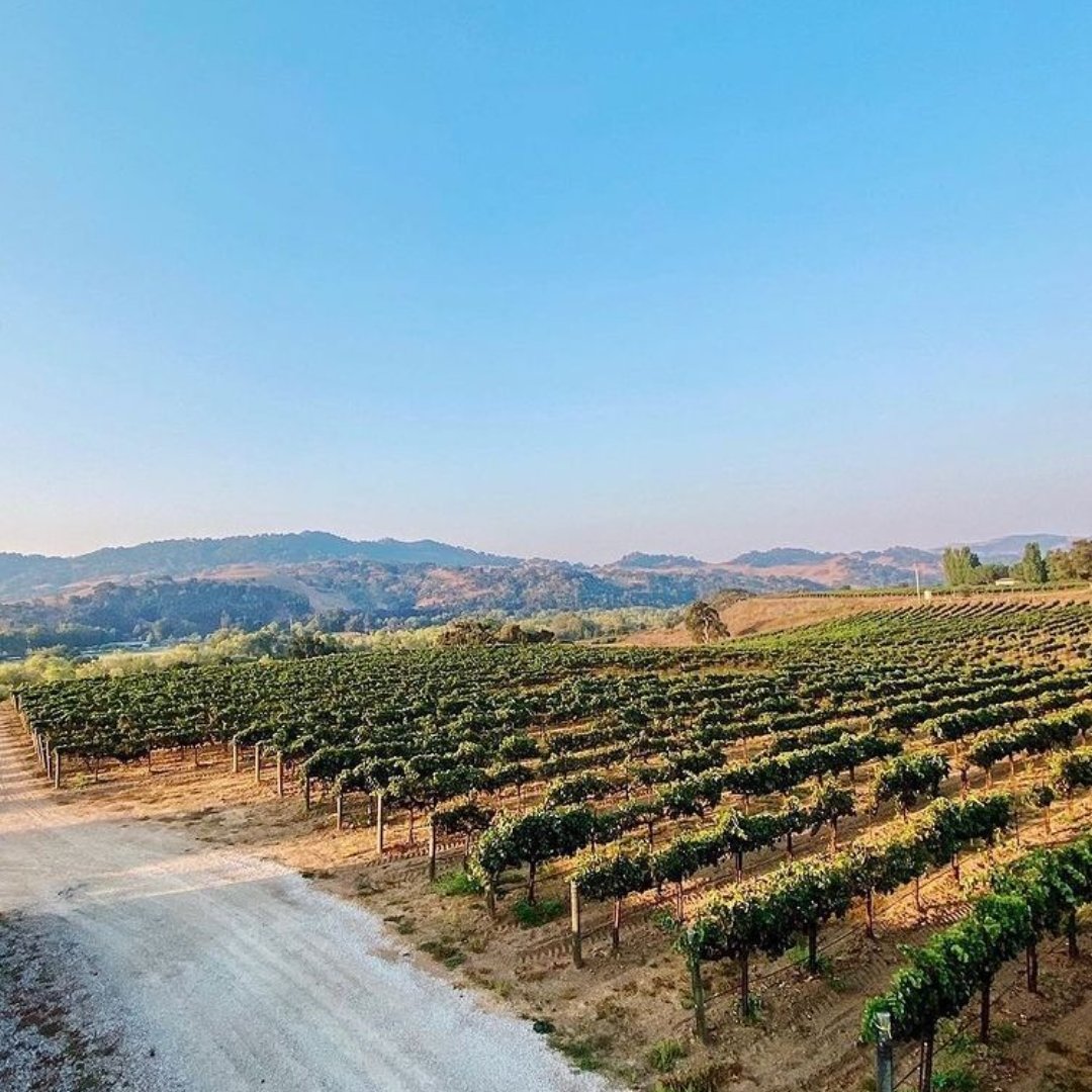 Jeanne805's tweet photo. Serving up some Santa Ynez Valley sunshine to brighten up your week! 🍇☀️
📸: @arliesees
.
.
#syvibes #santaynezvalley #santaynez #solvang #losalamos #losolivos #ballard #buellton #losangeles #sbcwine #californiaroadtrips https://t.co/QQfiU133wj
