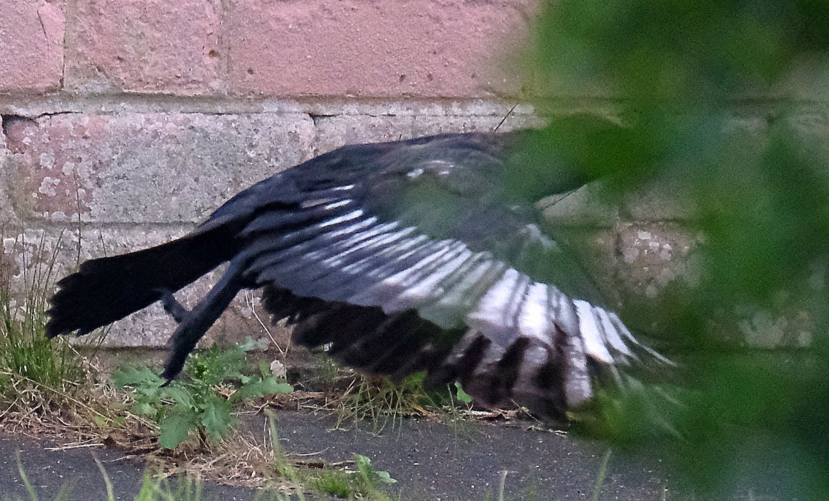 Not great quality pics, taken at a distanced & cropped but a mismarked crow. It got photobombed by a bush taking off 😁but shows the markings #TwitterNatureCommunity  #NaturePhotography  #BBCWildlifePOTD    #ThePhotoHour @LensAreLive @MacroHour #worldofwilds @Natures_Voice