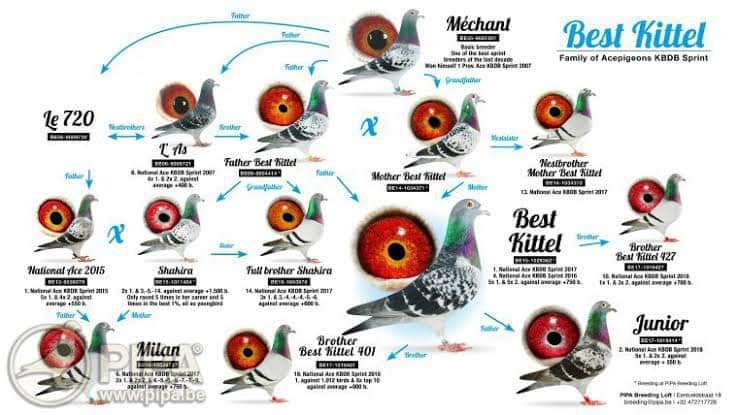 SamuelLofts's tweet photo. VICTORIA FALLS PIGEON RACE FINAL 2021: 

414 CYRIL 20 ZA

* Final Race, 600km: 238th place winner.

Please follow link for more information:

https://t.co/nEV1fiB3zB https://t.co/aZUzMphtvc