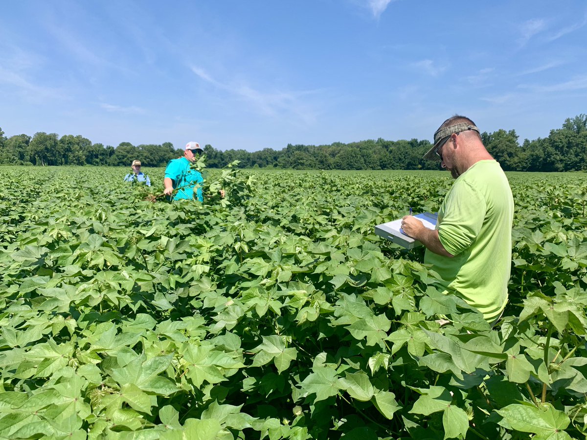 Lindsay_S_S's tweet photo. Spent the day collecting cotton data in industry trials today. It was great to have Amanda, one of the #WTREC #REEU interns, with us today.  @UTExt_Dean @UTIAg @UTPlantSciences @utextension @AShekoofa @TNplantDR @BugStewart https://t.co/6h8PcjI6Sk