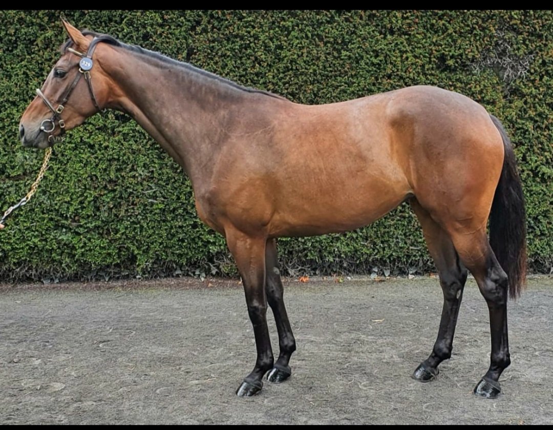 Treehouse Stables tweet media