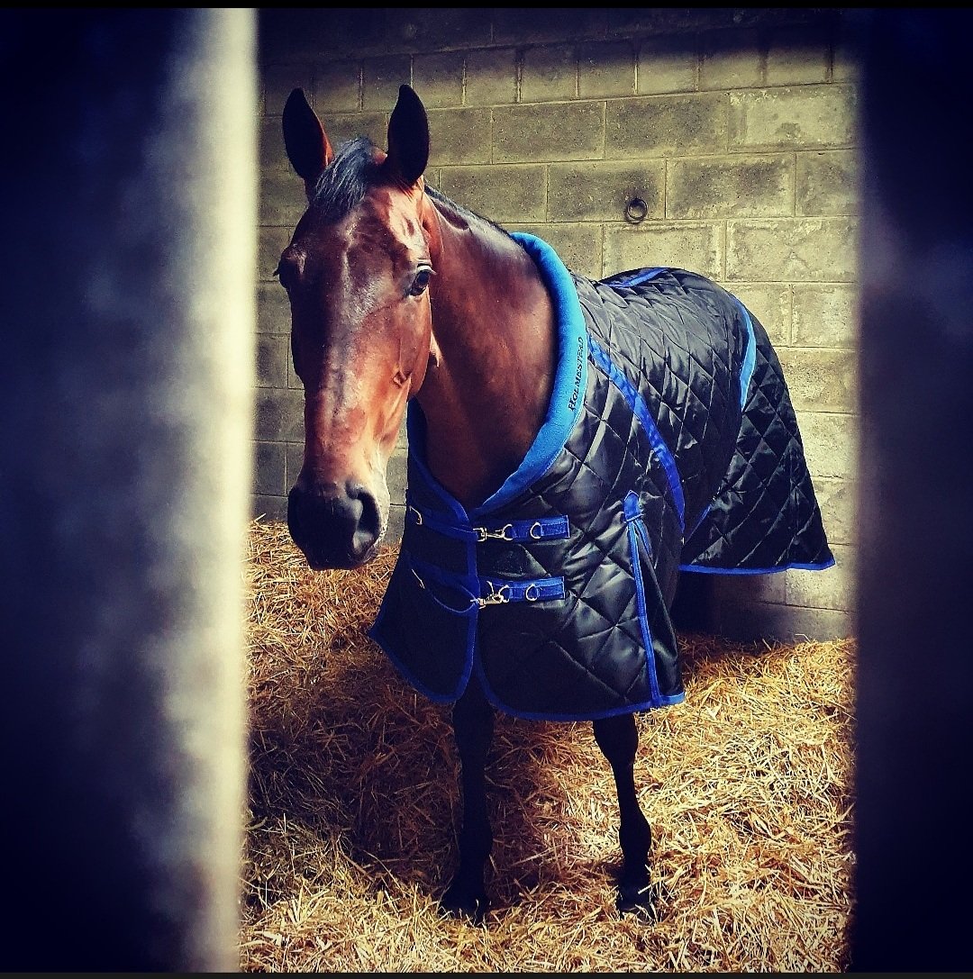 Treehouse Stables tweet media