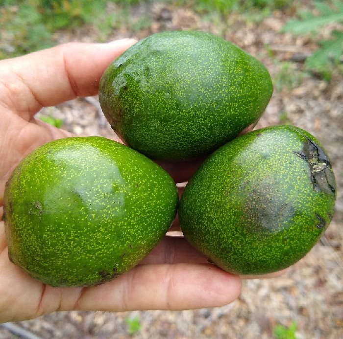 'Del Rio' avocado harvest is accelerating, about a month later than last year. Blemishes are common on 'Del Rio' fruits. I cut any bad spots off, the rest tastes great. But it does mean that 'Del Rio' is better suited for home gardens than as a commercial crop. #avocado