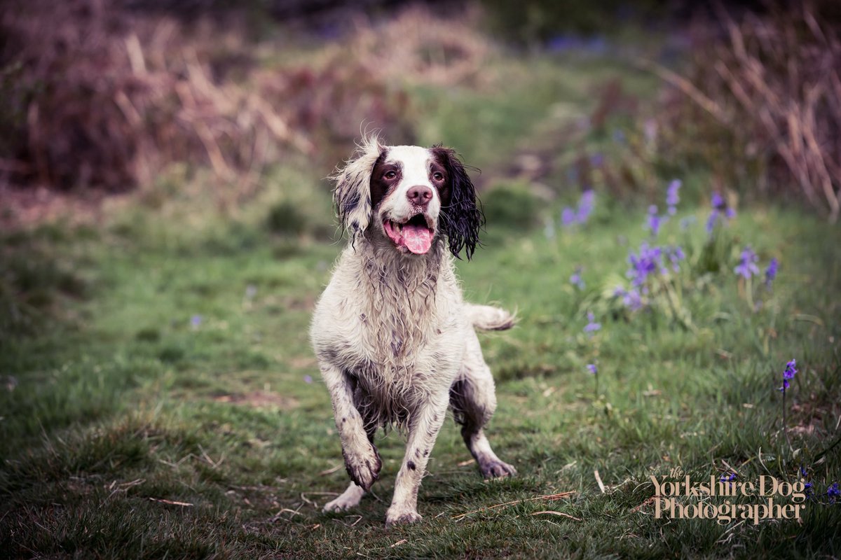 Jett - just being a Springer! 🐾🐾😍

#englishspringerspaniel
#yorkshiredogphotographer 
#dogphotographer