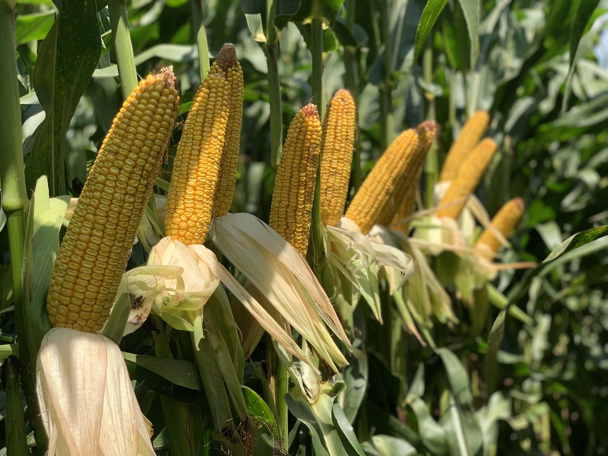 Mitch20's tweet photo. Two things I look for most in a hybrid is consistency and standability. 62-89 has caught my attention here lately walking plots. This 112 RM is a tool to put in the toolbox to get started early in the fall. Looking forward to seeing this one go through a combine. @Asgrow_DEKALB https://t.co/qP0cUErtPr
