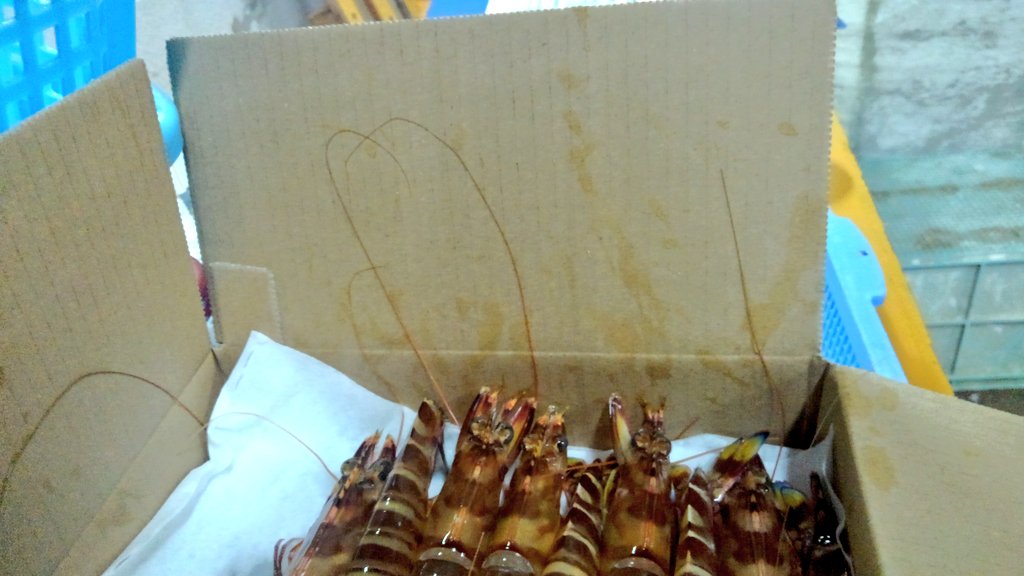 竹富島の車海老 残念ながら ネット情報では 天然と養殖の見分け方として ひげが長いのは天然 短いのは養殖 が未だに掲載されてます 適正な餌と養殖環境を保てば 当養殖場では 養殖期間終盤でも ひげは長いまま です 水揚げが 手荒い場合も