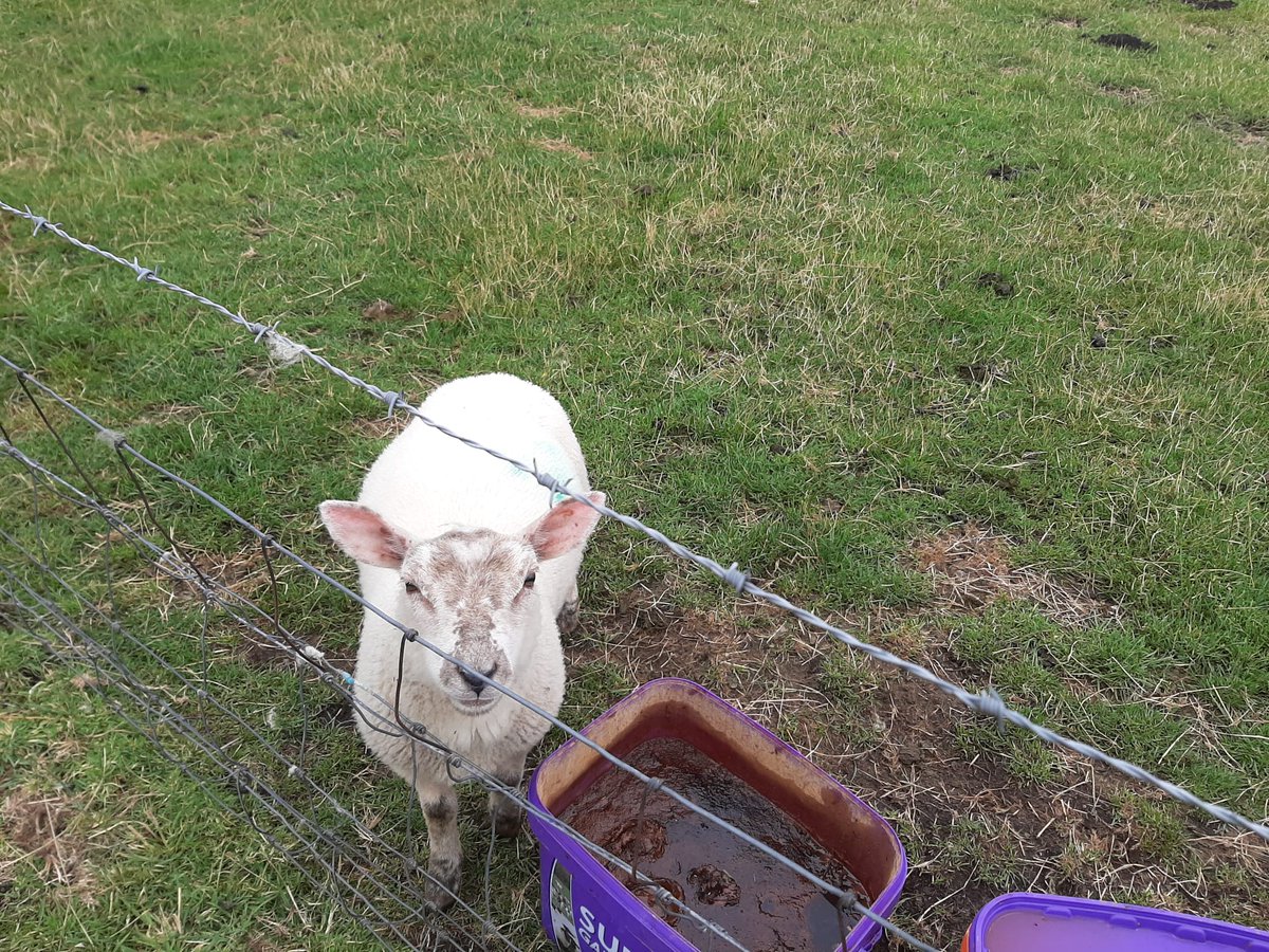 Ellesbelles80s's tweet photo. These guys have got our family through the last 16 months always something to get up for and someone pleased to see you. We're so lucky to have had these beautiful but tough surroundings. #Farm24 https://t.co/s8KBJ6RuXh
