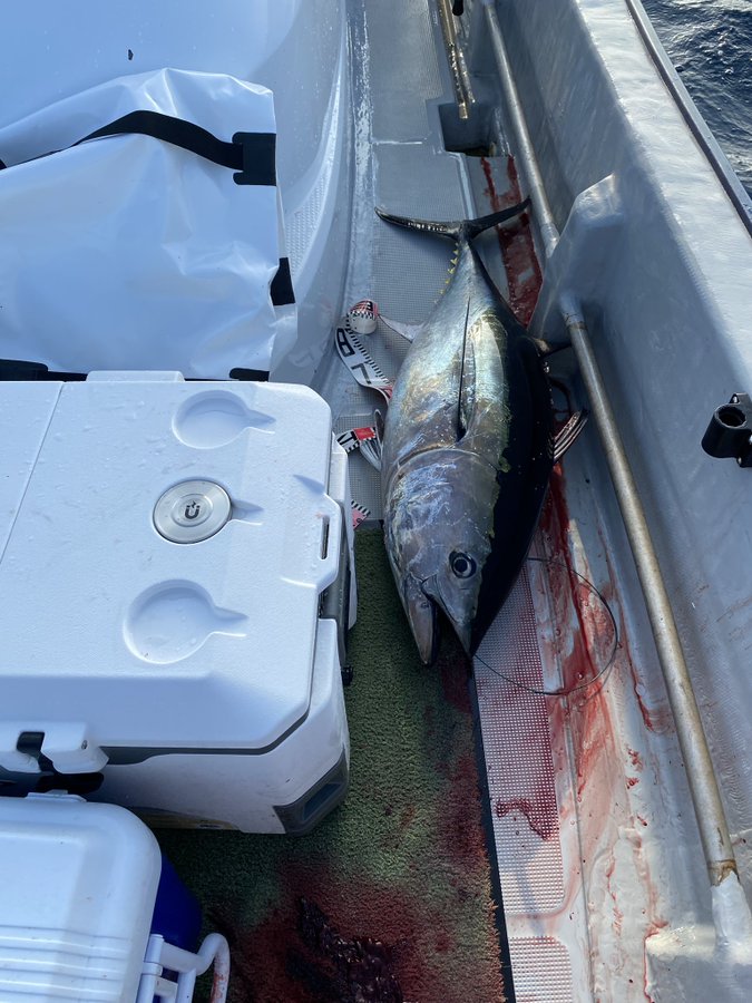 青森龍飛マグロ遊漁船案内