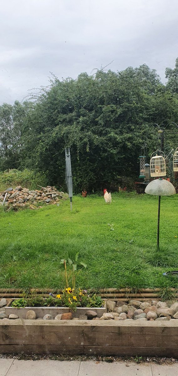 Ellesbelles80s's tweet photo. These guys have got our family through the last 16 months always something to get up for and someone pleased to see you. We're so lucky to have had these beautiful but tough surroundings. #Farm24 https://t.co/s8KBJ6RuXh