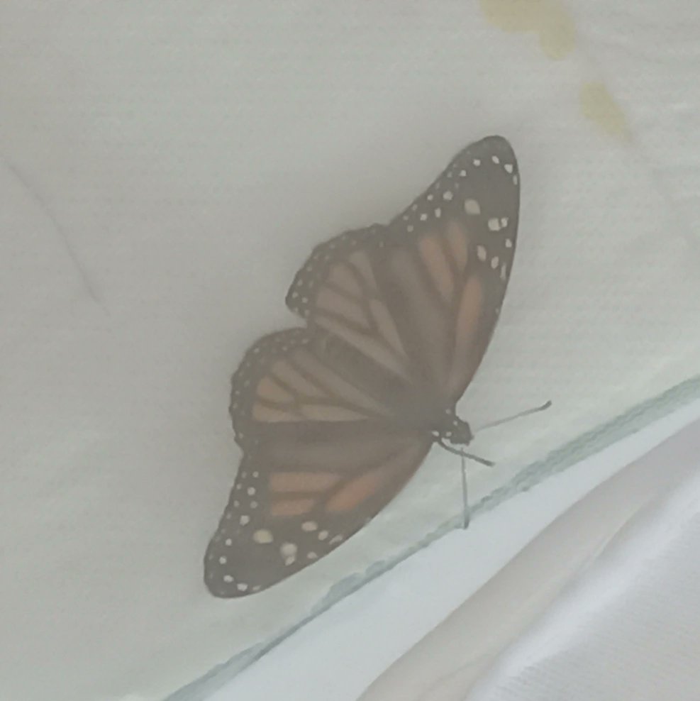 gquilts's tweet photo. Two new beautiful ladies released. One was the lady I didn't think would fly. She showed me 🙃. She just needed some time to adapt.
.
.
#bbfly #chrysalis #butterfly #eclosed #released #monarch https://t.co/Hbahy367yK
