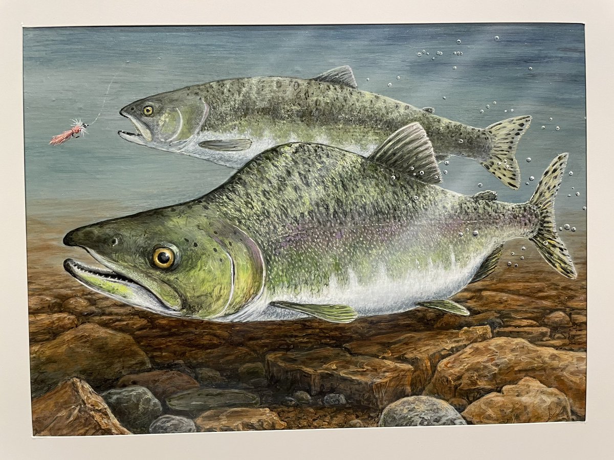 Winner, winner salmon dinner! Mark Thone won the Minnesota 2022 Salmon/Trout Stamp Competition today!!! If you know the history behind this one, you’ll know this victory is a sweet one for Mark!! Congratulations!!🎉