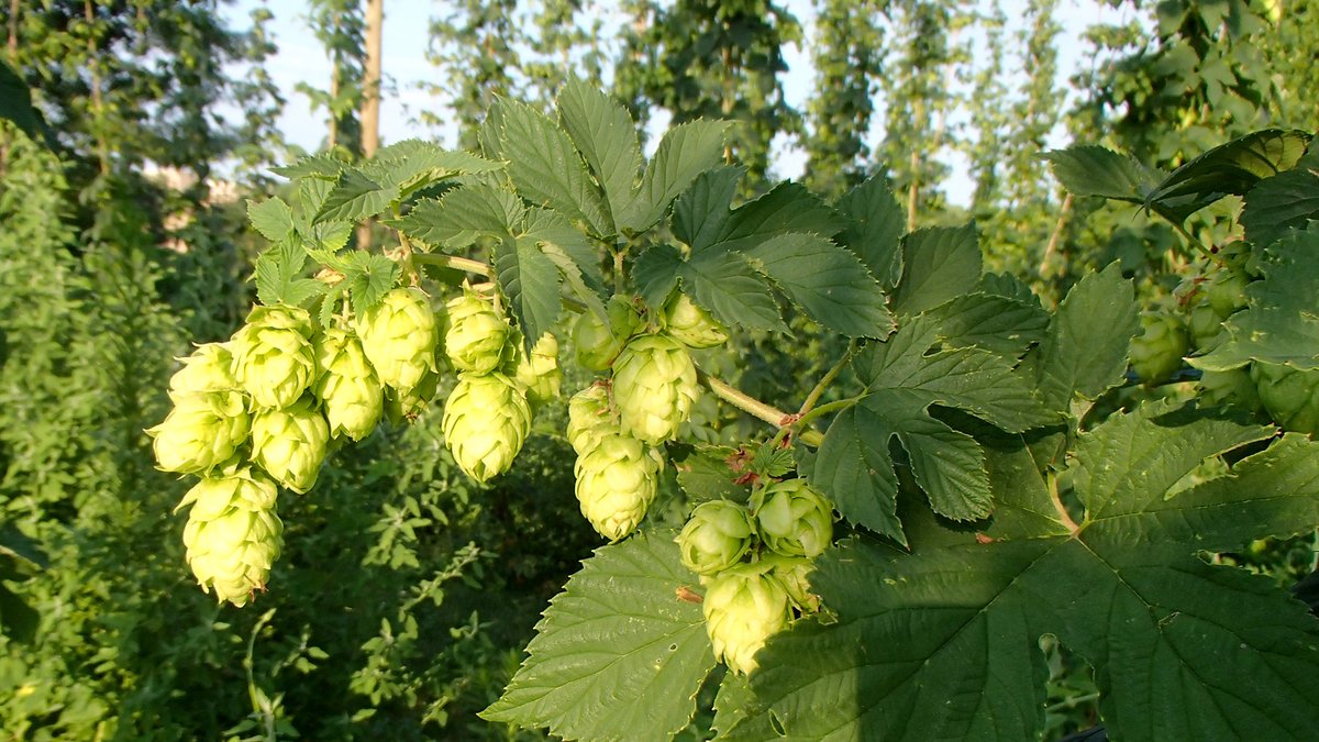 REGISTER for this FREE hops field day 8/21 at @wcreec ›› go.unl.edu/30az. @UNLExtension, @nehopgrowers & @nebraskabrewers reps including #UNLAgroHort's @HuskerAdams, Keenan Amundsen & @milos_unl will speak about hops production, overall goals & future research. #UNL