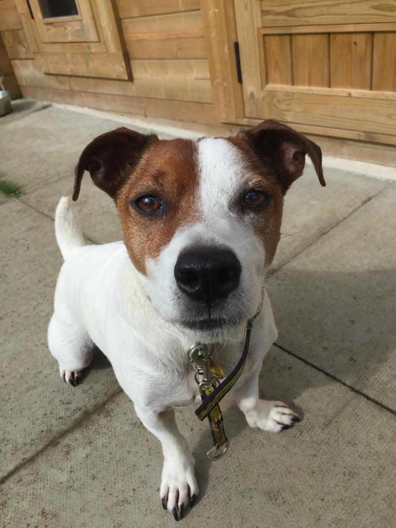 AdoptionsUk tweet picture
