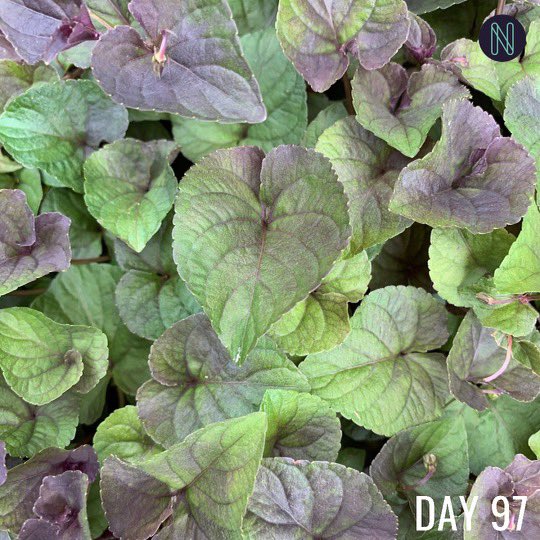 Inspiration North tweet media