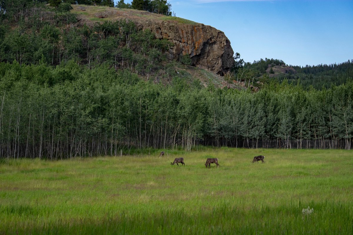 We caribou you - thank you to all our supporters near and far! 

#YukonWildlife #Punny #NatureForAll #MeetTheNorth #FaceToFaceWithTheNorth 📸L.Caskenette