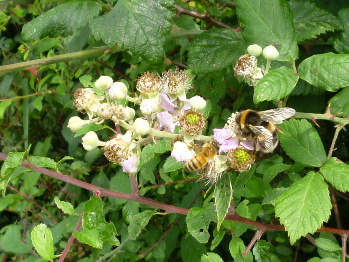WooffRachel's tweet photo. All our fields have managed #hedges  surrounding part or all them , and are trimmed every year, they provide #shelterforlivestock #carbonsequestration #drainage #habitat for #wildlife &amp; #insects and a diverse range of #hedgrowplants &amp; #wildflowers. #Farm24 #ArlaBeeRoad https://t.co/xRq00CgzG4