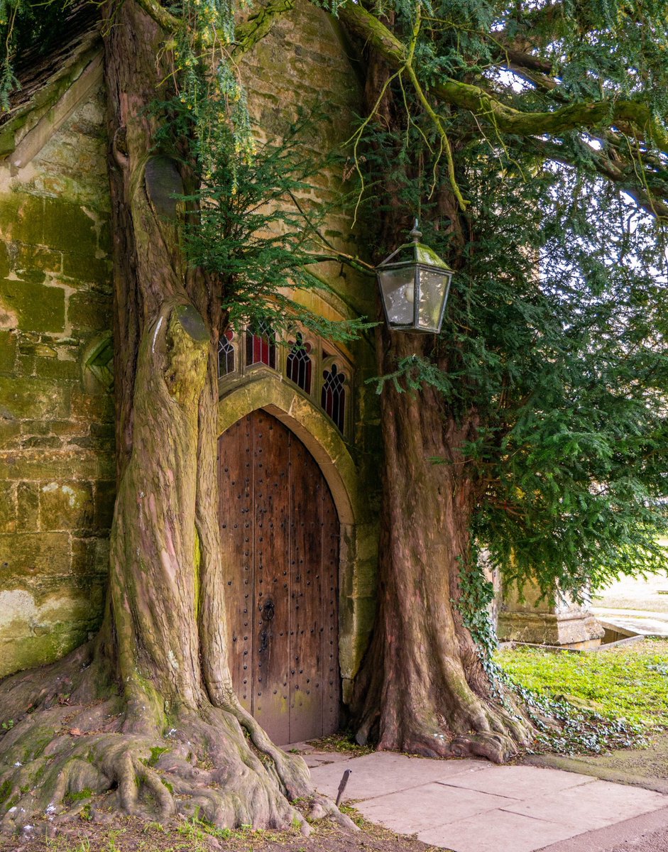 TheKentAcorn's tweet photo. St Edward's Parish Church, Stow-on-the-Wold 😮🌳

North door entrance with its yew tree guardians

#nature #trees https://t.co/1OBNFKr5Bn