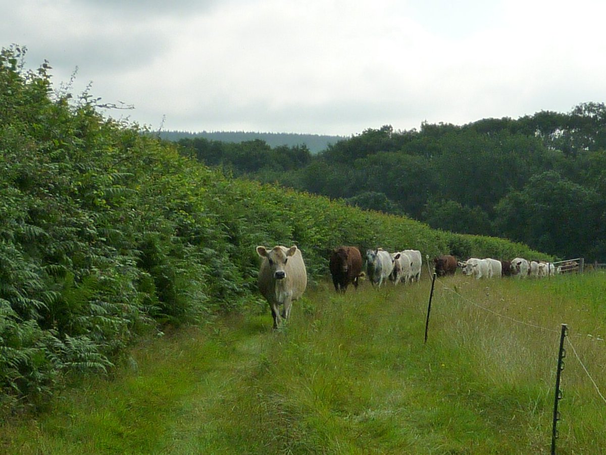 WooffRachel's tweet photo. All our fields have managed #hedges  surrounding part or all them , and are trimmed every year, they provide #shelterforlivestock #carbonsequestration #drainage #habitat for #wildlife &amp; #insects and a diverse range of #hedgrowplants &amp; #wildflowers. #Farm24 #ArlaBeeRoad https://t.co/xRq00CgzG4