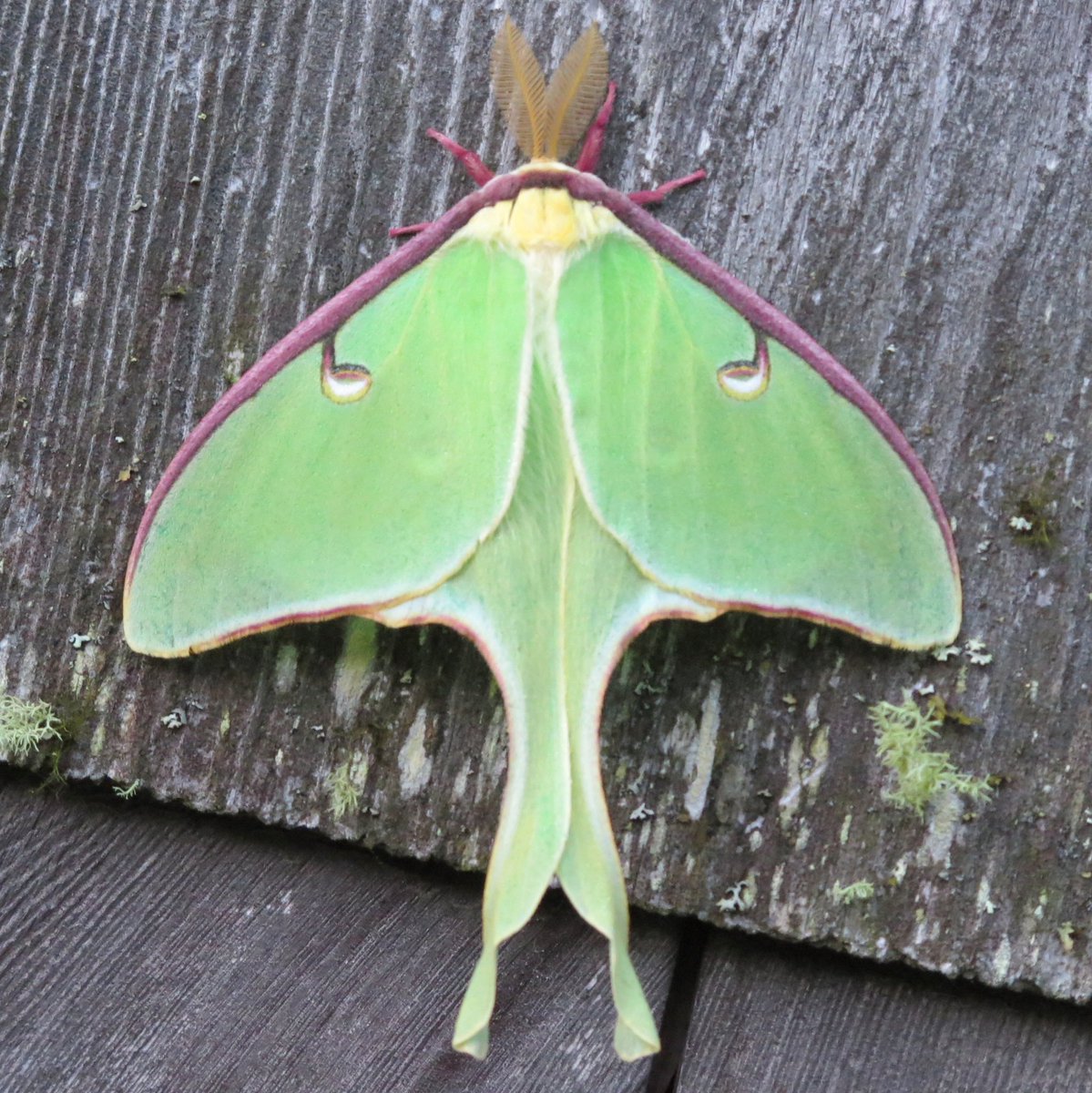 mothOTD's tweet photo. todays moth is the luna moth! unfortunately, this moth only lives for about 7-10 days in adult form :( its survival mechanism is to spin its long tail which confuses bats. they are found in North America and relatively common. if you see one it is said to represent good luck! https://t.co/mINgGma7oi