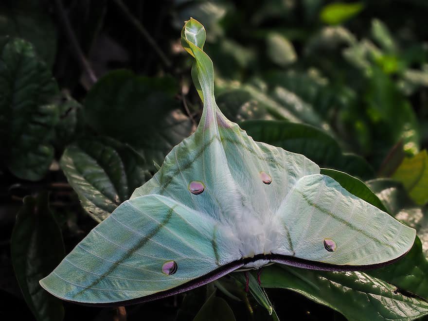 mothOTD's tweet photo. todays moth is the luna moth! unfortunately, this moth only lives for about 7-10 days in adult form :( its survival mechanism is to spin its long tail which confuses bats. they are found in North America and relatively common. if you see one it is said to represent good luck! https://t.co/mINgGma7oi